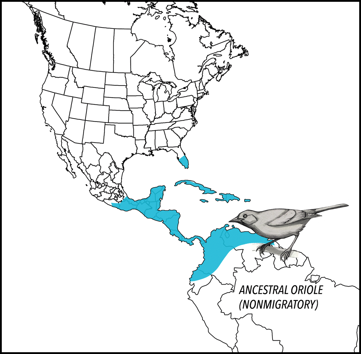 south to north migration gif