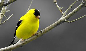 american goldfinch