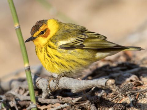 A yellow bird with dark streaky patterns, a dark line through the eye, and a spot of russet under the eye, in the spring sunshine.