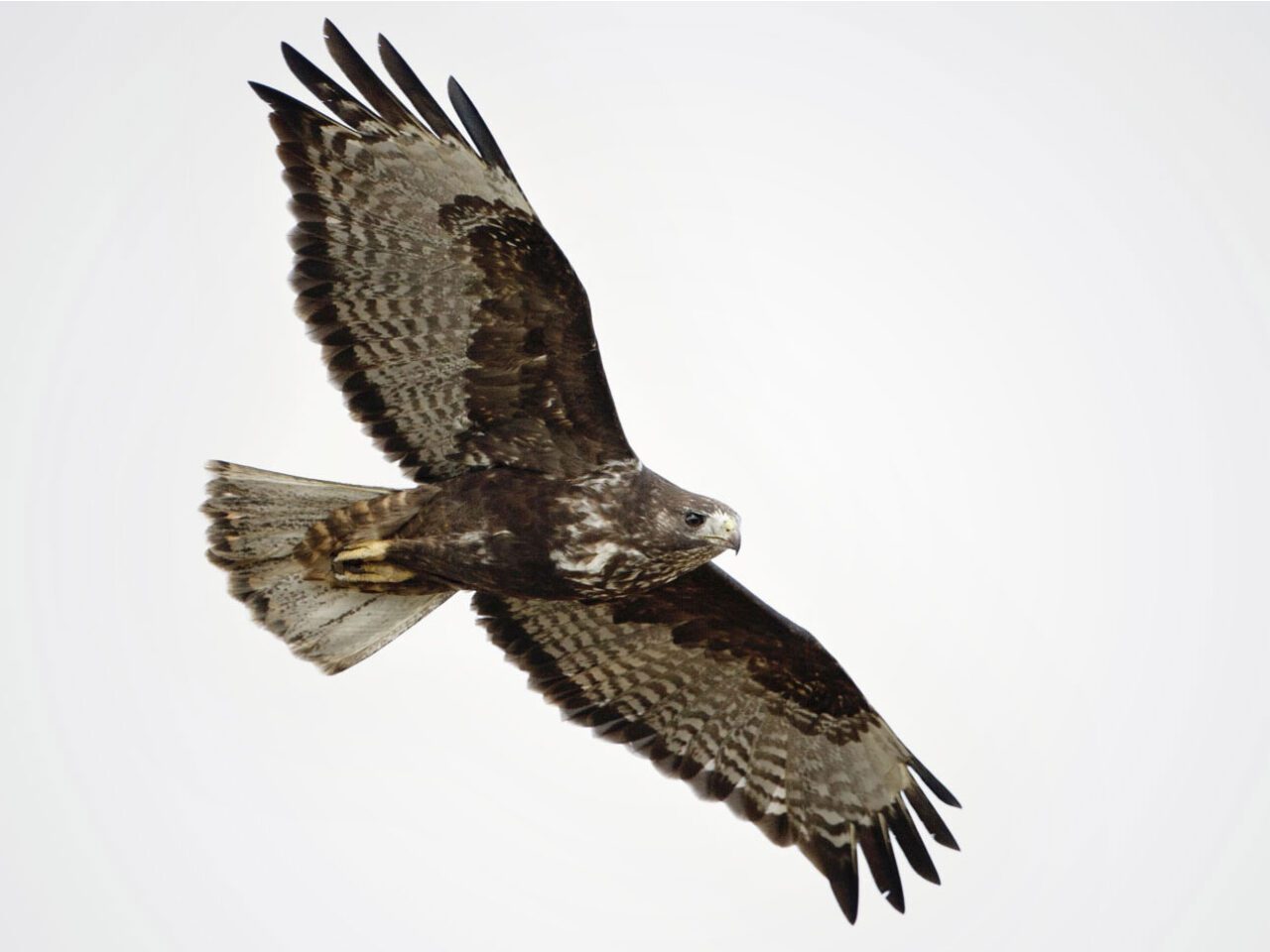 A chocolate brown and gray-white patterned bird soars against a white sky.
