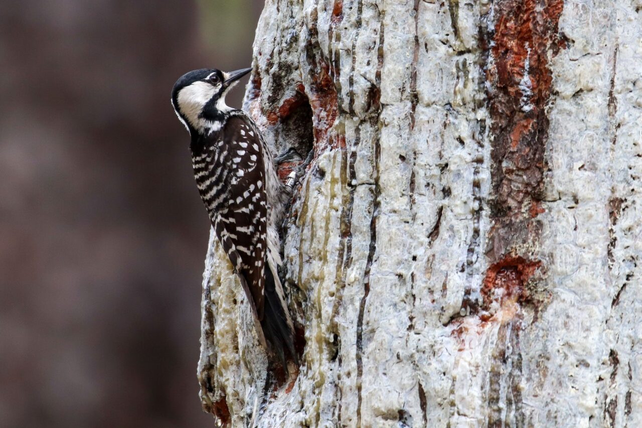A black and white bird perches on a tree by a tree hole and the bark is covered with sap.