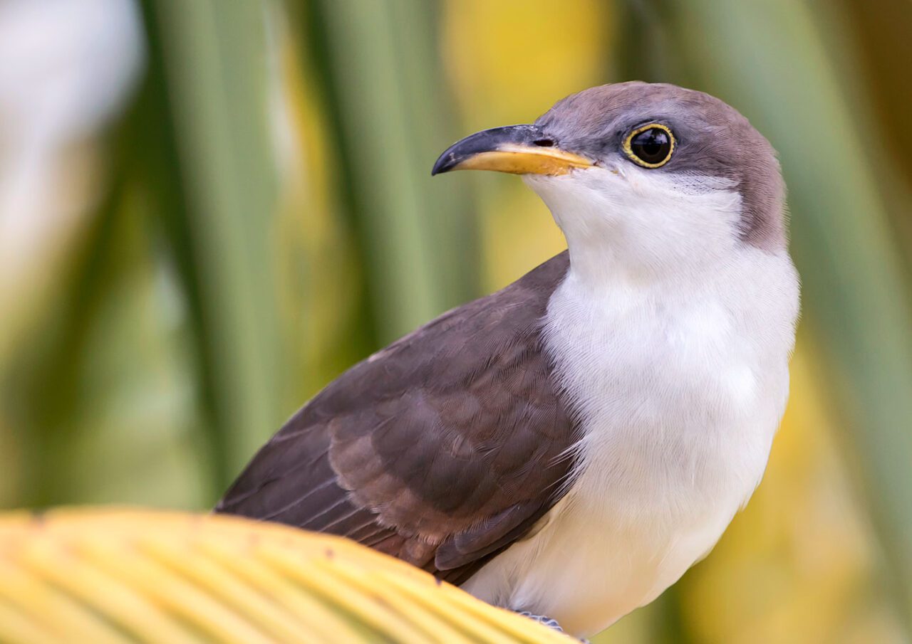 A white-chested, brown/taupe bird with a yellow eyering, and yellow and grey bill, perches in big leaves.