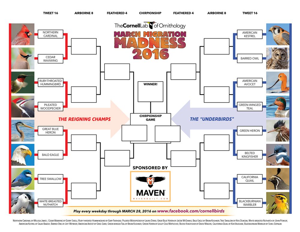 2016 March Migration Madness Bracket