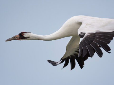 Whooping Crane flying with wings extended against a pale blue sky.