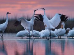 a group of tall white cranes stands in front of smaller white pelicans in water lit by pink dawn or evening light
