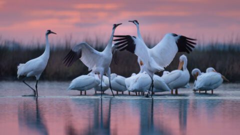 a group of tall white cranes stands in front of smaller white pelicans in water lit by pink dawn or evening light