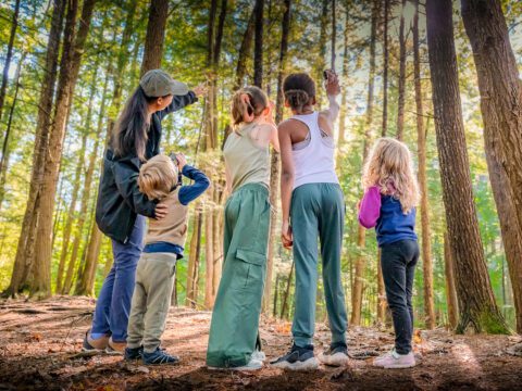 Group of children and an adult looking up at trees during a forest walk.