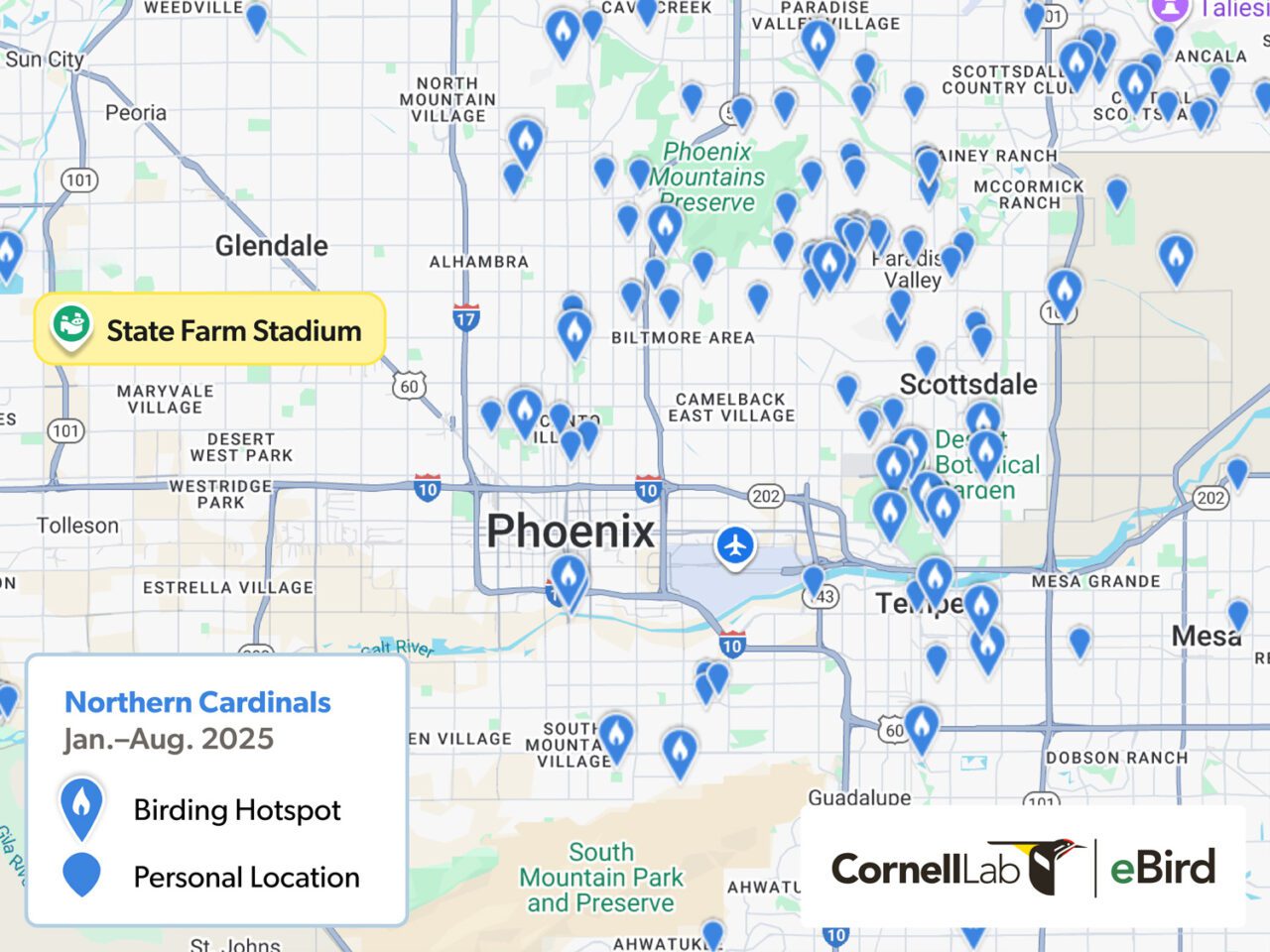 Map of Phoenix showing birding hotspots and personal locations for Northern Cardinals from January to August 2025.