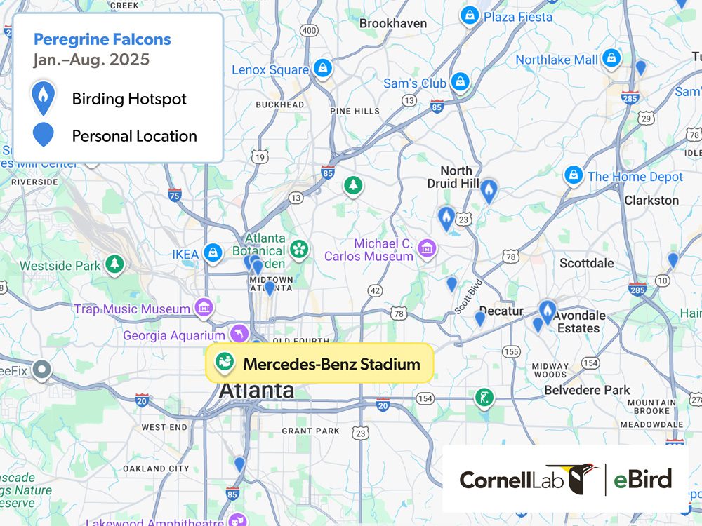 Map of Atlanta showing birding hotspots and personal locations for Peregrine Falcons from January to August 2025.