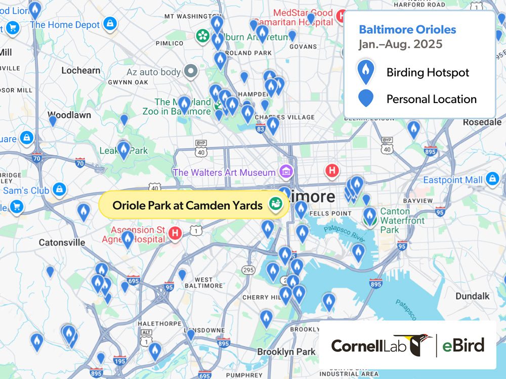 Map of Baltimore showing birding hotspots and personal locations for Baltimore Orioles from January to August 2025.