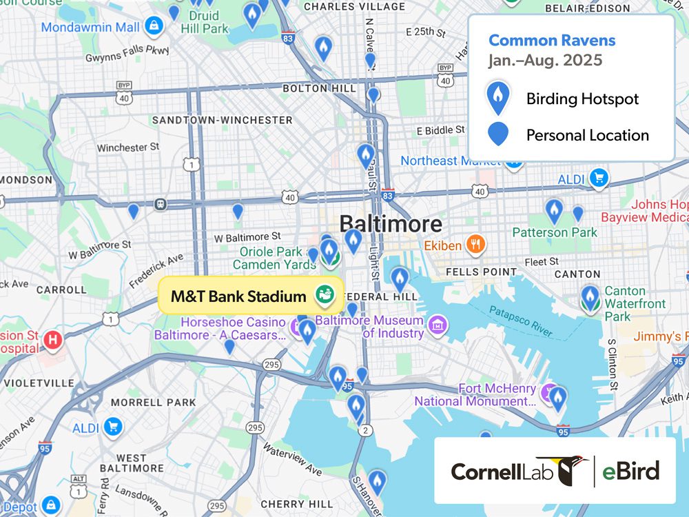 Map of Baltimore showing birding hotspots and personal locations for Common Ravens from January to August 2025.