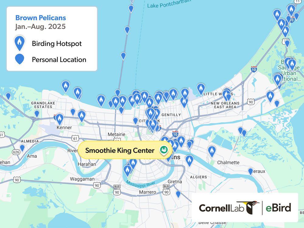 A map of New Orleans showing birding hotspots and personal location points for Brown Pelicans from January to August 2025.
