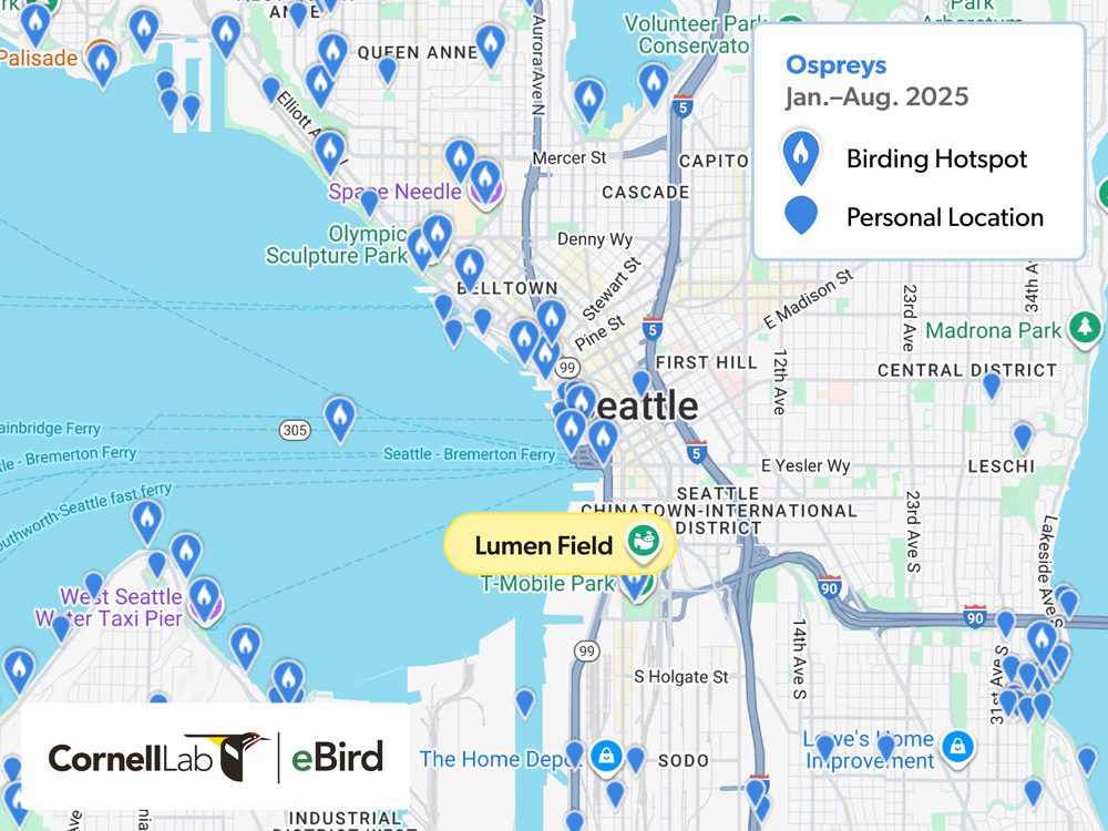 Map of Seattle showing birding hotspots and personal locations for Ospreys from January to August 2025.