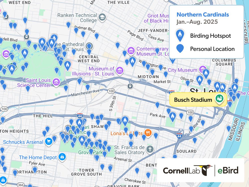 Map of St. Louis showing birding hotspots and personal locations for Northern Cardinals from January to August 2025.