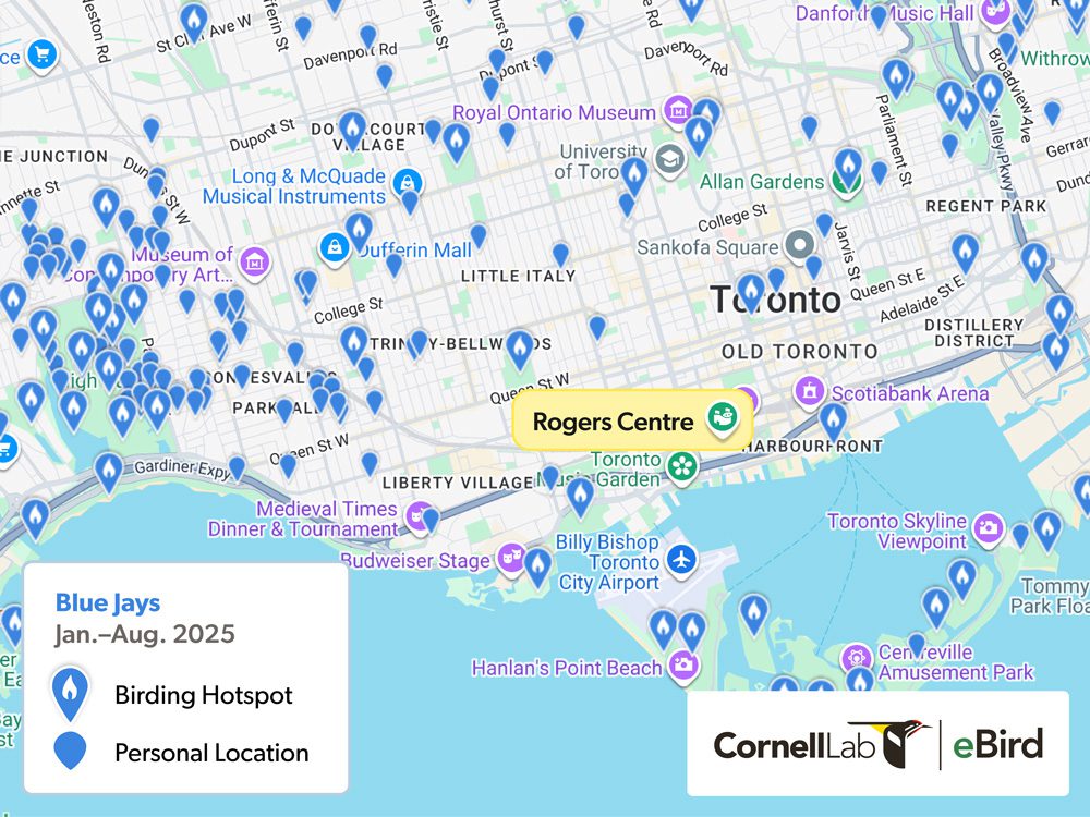 A map of Toronto showing birding hotspots and personal eBird locations for Blue Jays sightings from January to August 2025.