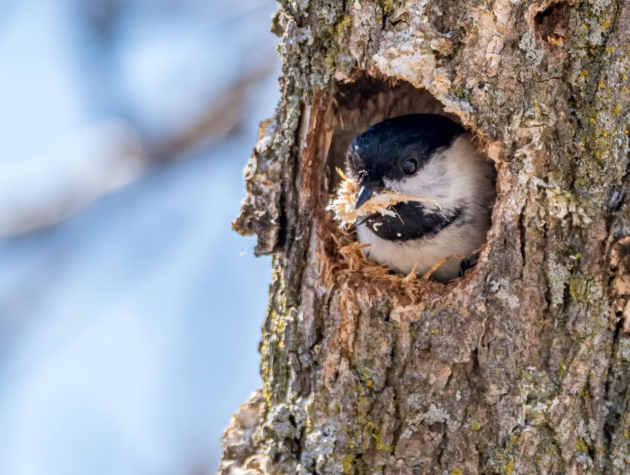 A bird with a black cap and chin and white face sticks its head out of a tree hole and holds a beakful of wood chips.