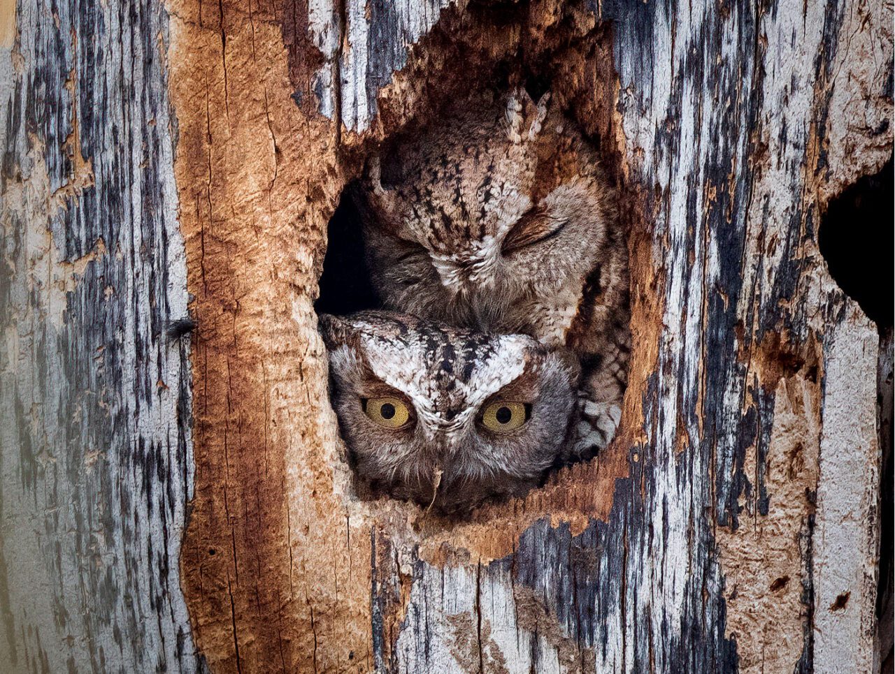 The faces of two speckled brown and gray owls in the hole of a tree.
