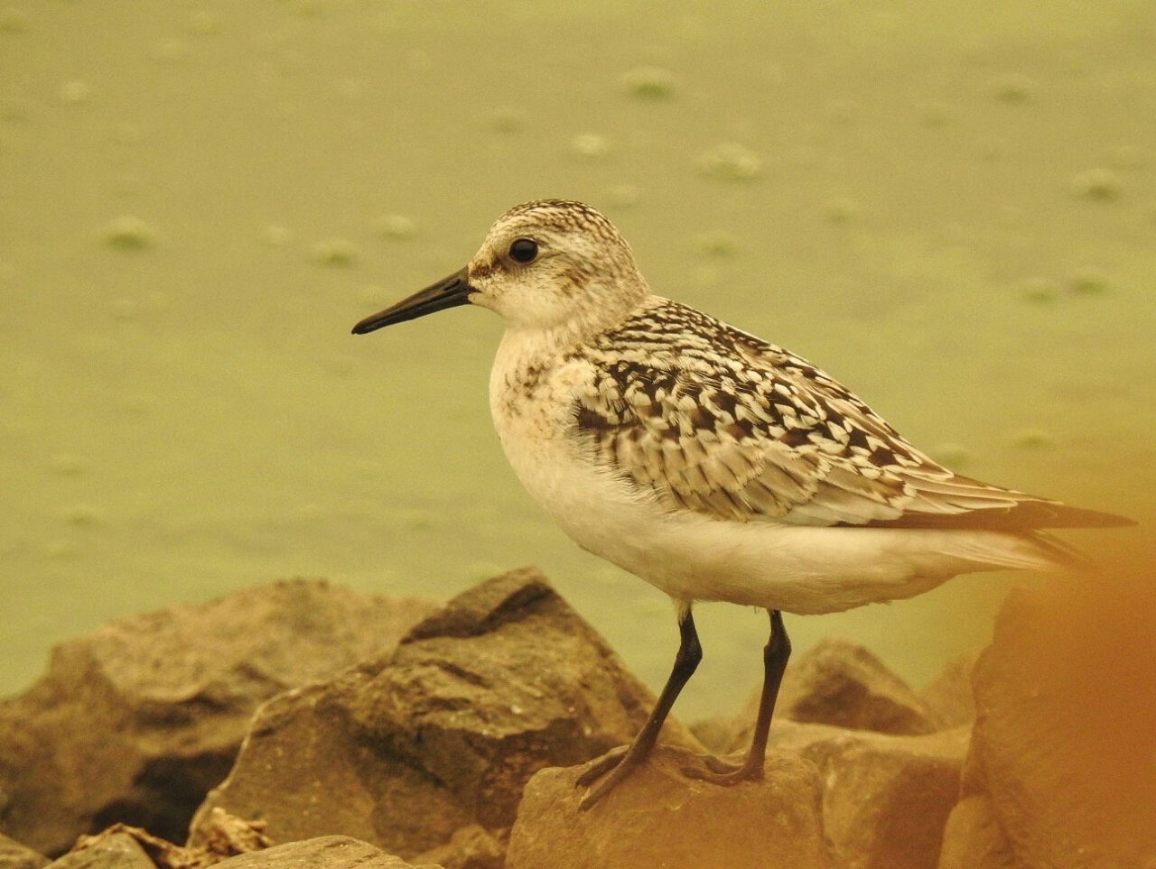 A brown and white patterned bird with a long, thin, dark bill and long, dark legs, stands on rocks near water, all in the yellow haze of wildfire smoke.