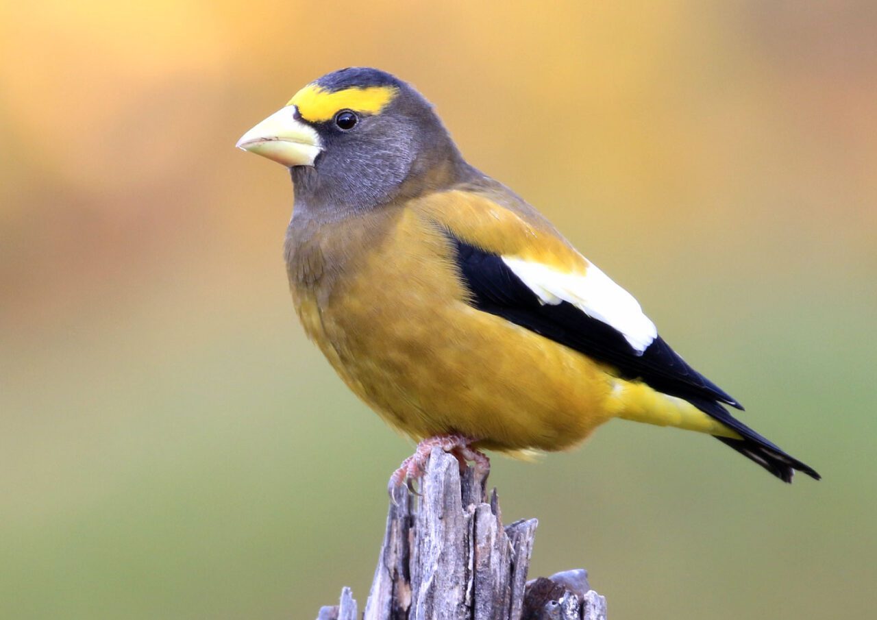 A grey and yellow bird with thick, yellow eyebrow, black and white wing feathers and a large, pale, conical bill, perches on wood.