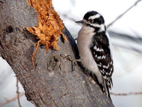 A black and white bird with a small, sharp bill perches on a tree that has bark removed from the bird's foraging.
