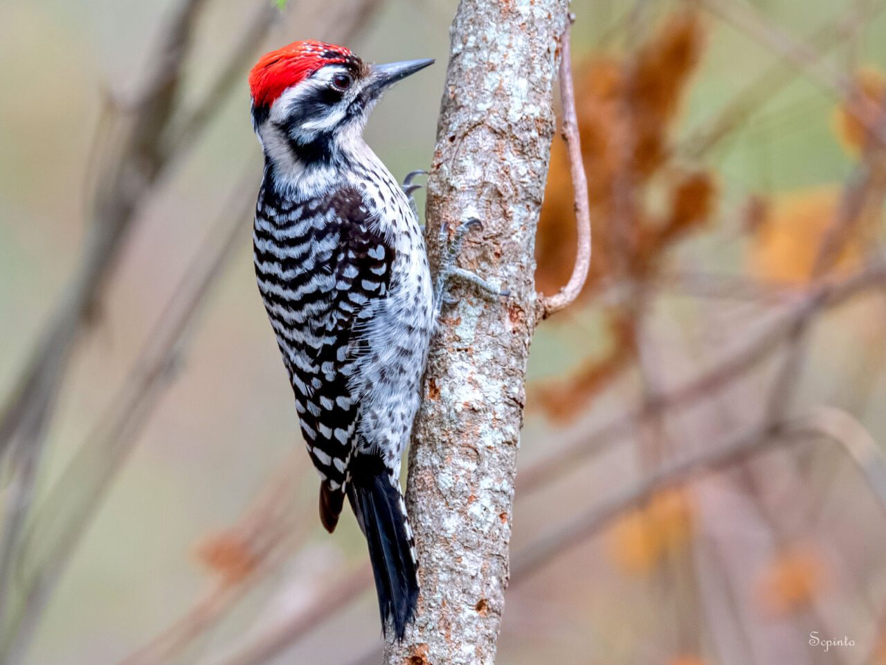 A black and white bird with a red head cap and sharp bill perches on a tree.