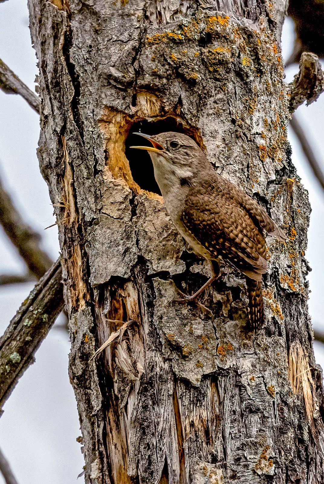 Brown patterned bird with a gray underside, perches on the side of a tree next to a hole.