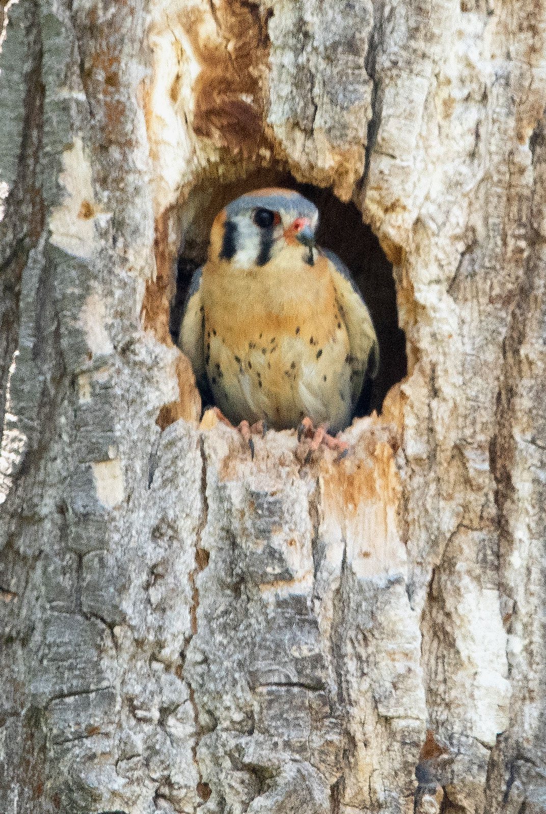 A bird with a black, white and gray patterned face and a pale-russet red body, perches in a tree hole entrance.