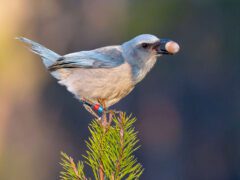 Pale blue and gray bird with colored rings on its legs, perches on a tree top and holds an acorn.