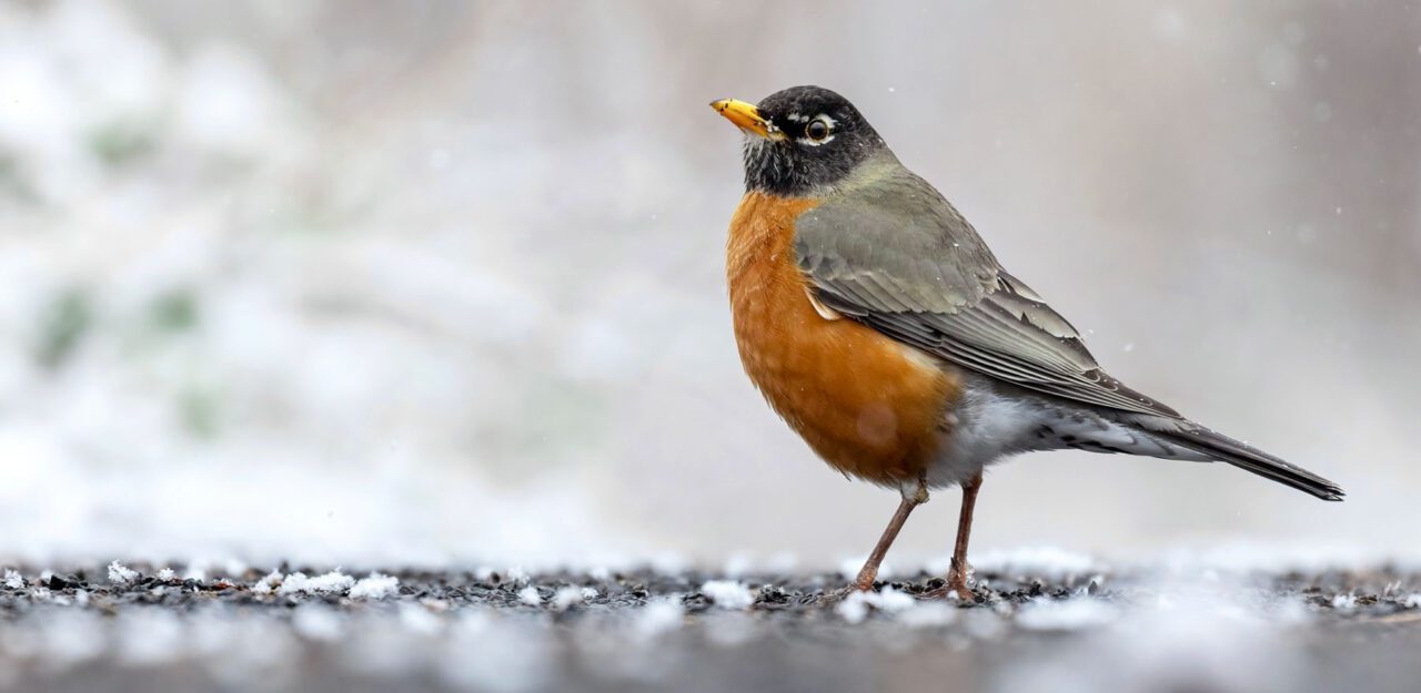 A gray bird with a black head, bright russet chest and abdomen, and yellow bill, stands in the snow.