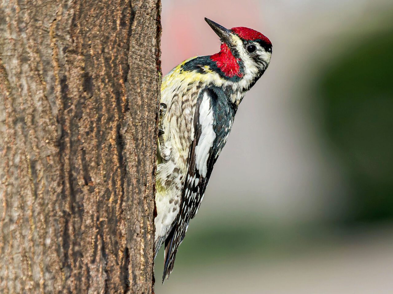 Black and white patterned bird with a yellowish underside and a red cap and red neck, perches on a tree.