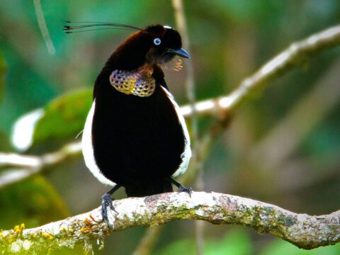 Dark brown and black bird with white sides, gold feathers at the neck and long, delicate head plumes, perches on a tree in the forest.