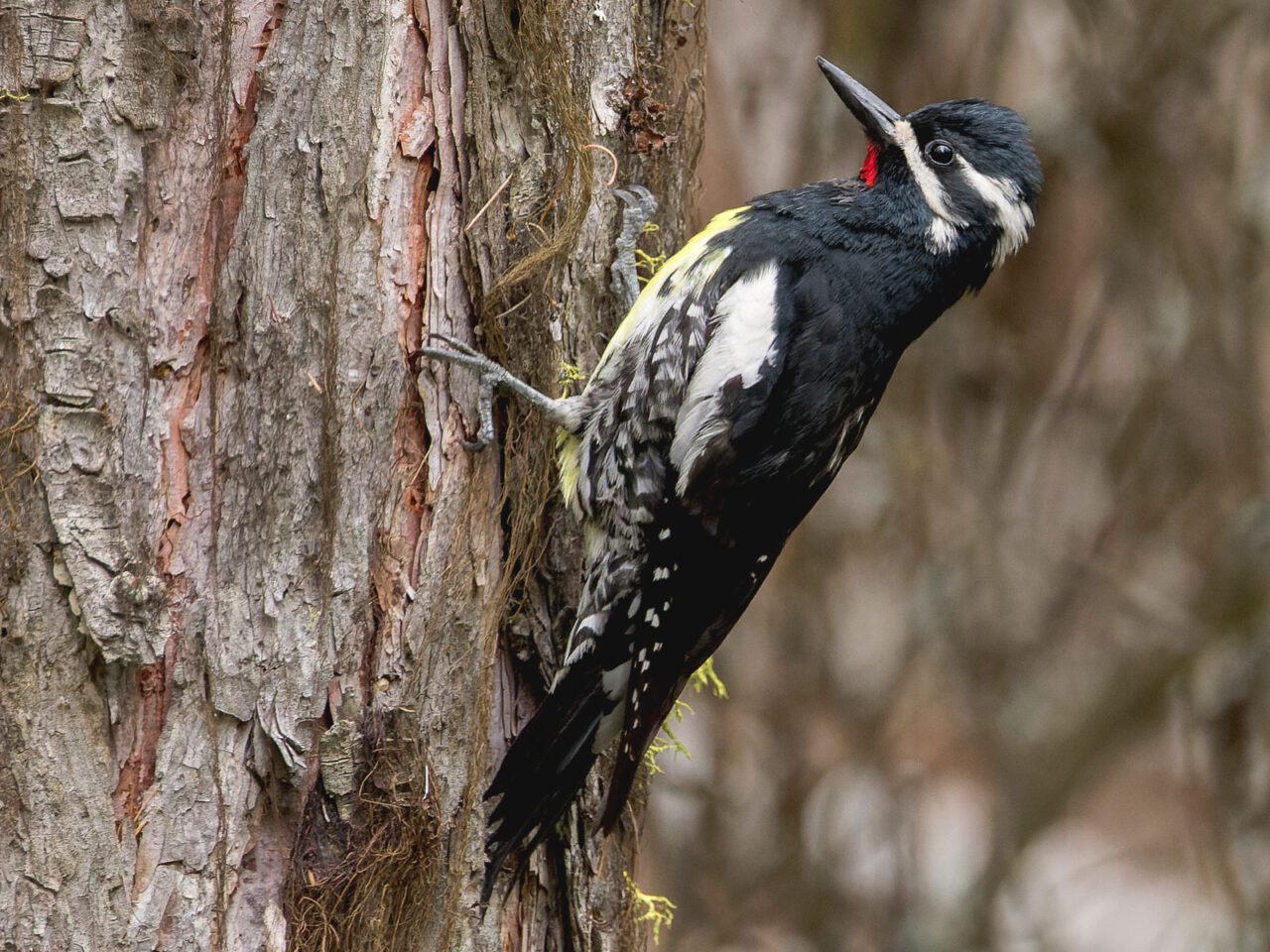 Black and white patterned bird with a yellowish underside, a red neck patch, and black and white stripes on face, perches on a tree.