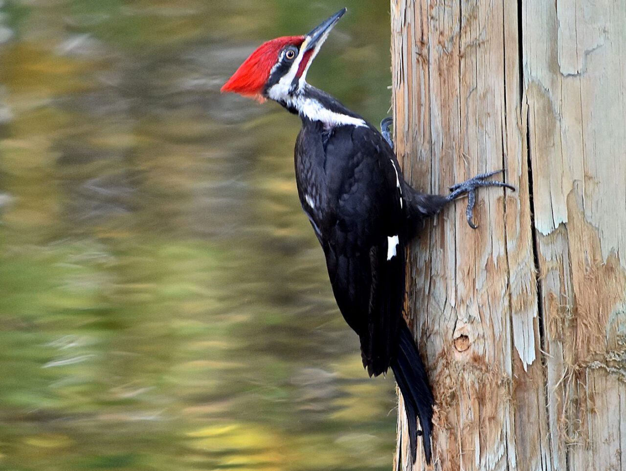 A black and white bird with a large red crest and big, sharp bill, perches on the side of a tree using its strong tail to balance, and four-toed foot to grasp.