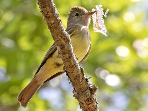 A yellow and gray bird perches on a branch and holds a piece of snake skin in its bill.