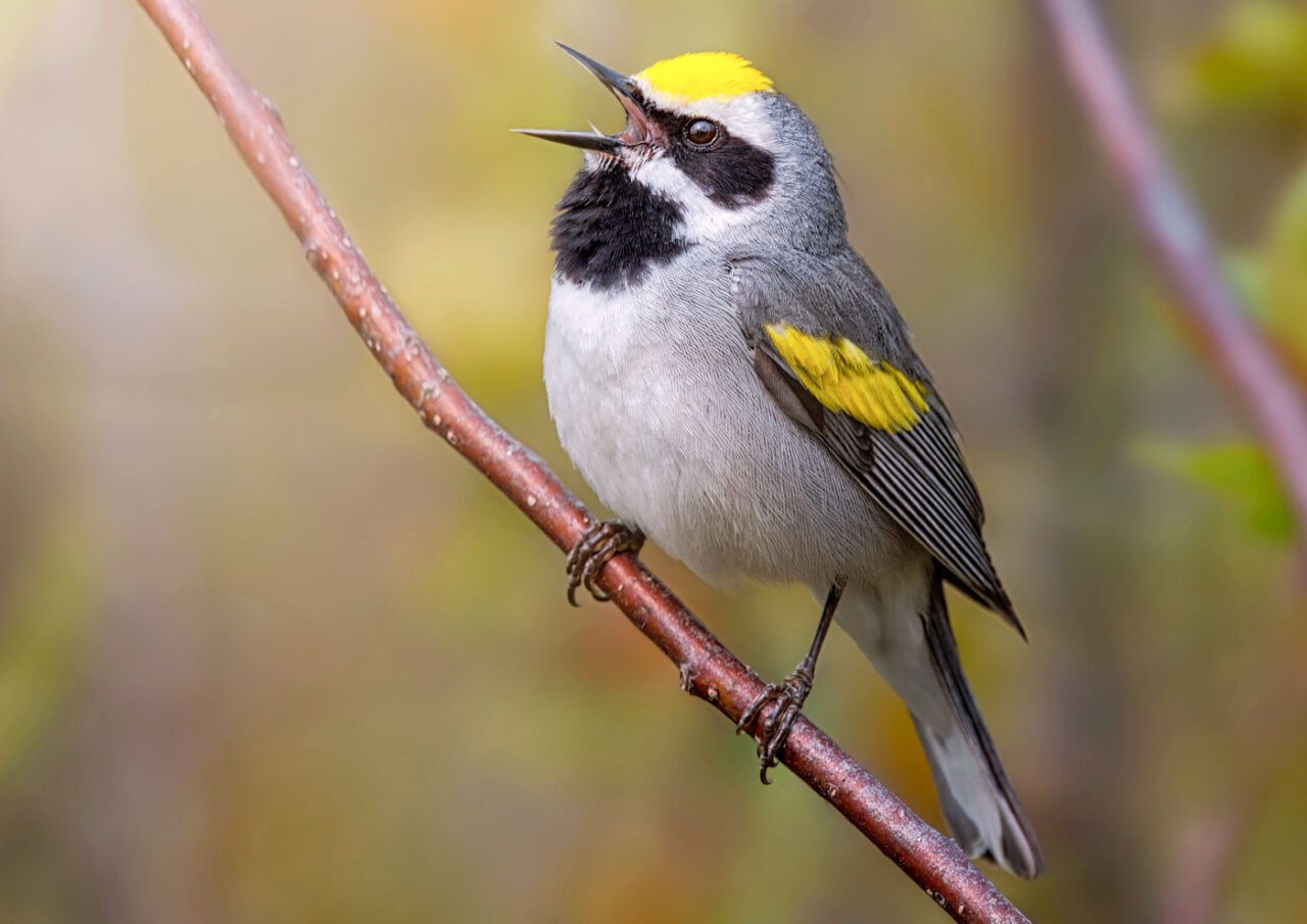 A grey bird with a yellow cap, black and white striped face, yellow and charcoal touches on the wing, perched on a branch, singing.
