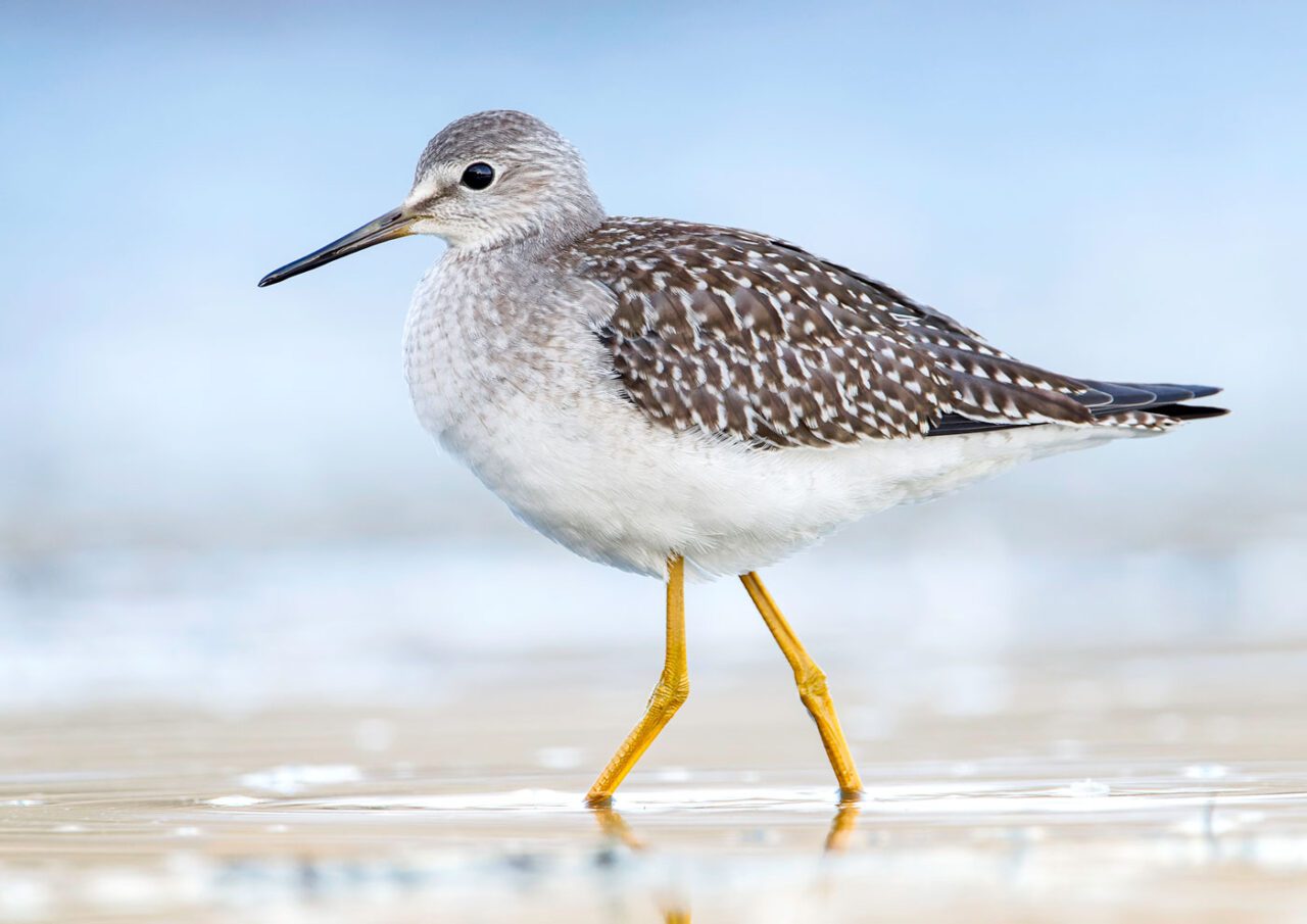 A brown and white patterned bird with a long, dark, thin bill and long yellow legs walks in the water.