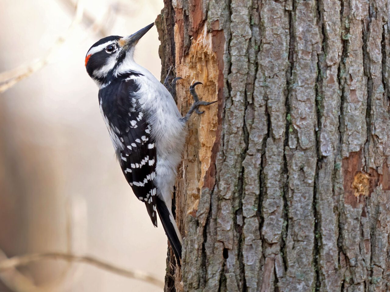 A black and white bird with a red head patch and sharp bill perches on a tree that has bark removed from the bird's foraging.