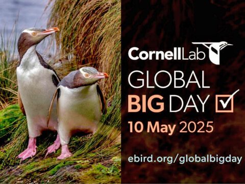 Two white and grey birds with large pink/orange bills and large pink feet (penguins) stand in grass, and words: 