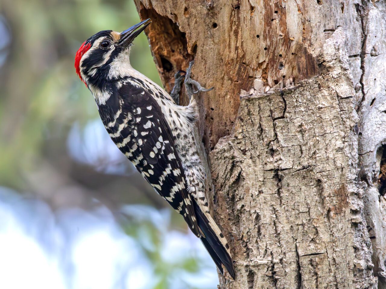 A black and white bird with a red head patch and sharp bill perches on a tree that has bark removed, possibly from the bird's nest excavating.