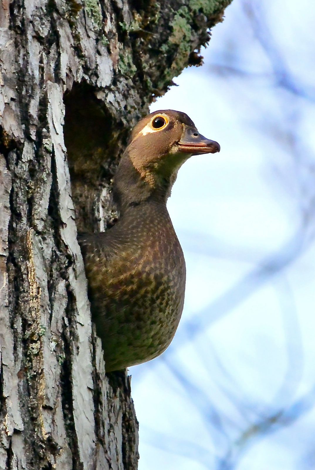A brown duck stands in the entrance of a tree hole.