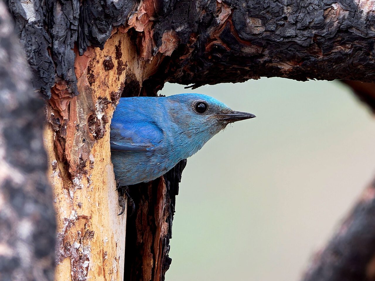 A bright blue bird sticks its head out of a tree hole.