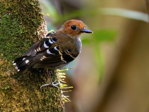 A woodsy-colored bird with russets, gray, black, white and gold markings, perches on a mossy tree.