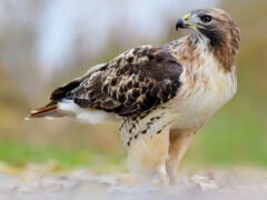 Brown, pale beige and russet patterned large bird with a reddish tail, dark eye and a large, hooked bill, stands on the ground.
