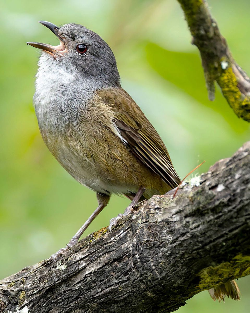 A green-brown bird, with a white-gray head, sings while perched on a branch.