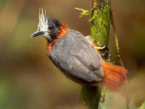 Gray-backed bird with a russet collar, tail, black face, and burst of white feathers around the bill, perches on a mossy branch.