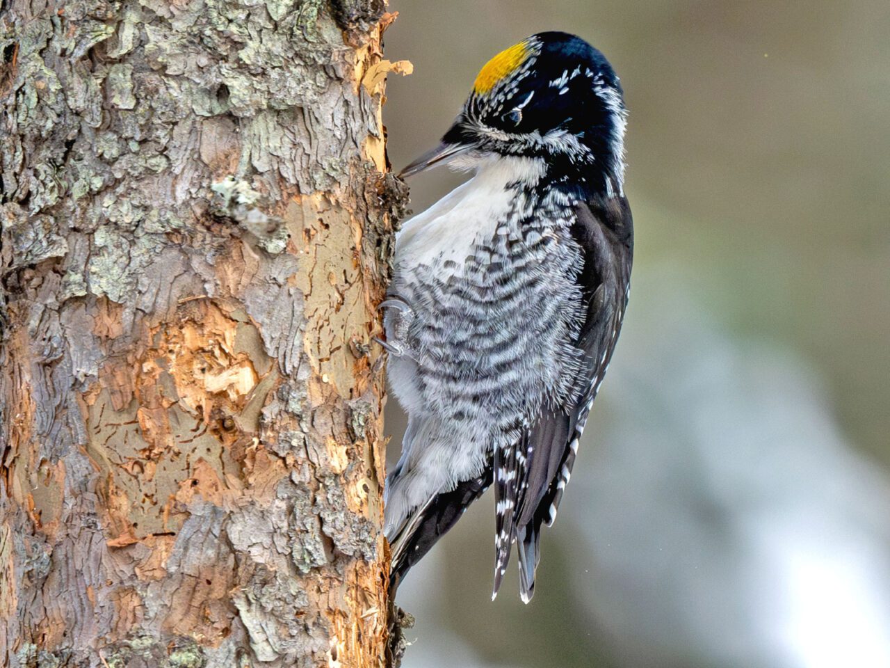 Black and white bird with a yellow spot on head, perches on the side of a tree.