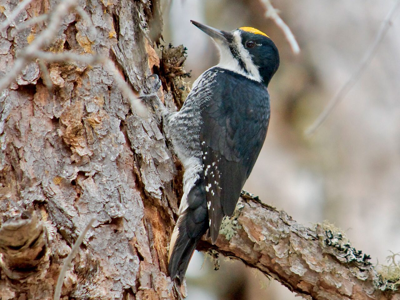 Black and white bird with a yellow spot on head, perches on the side of a tree.