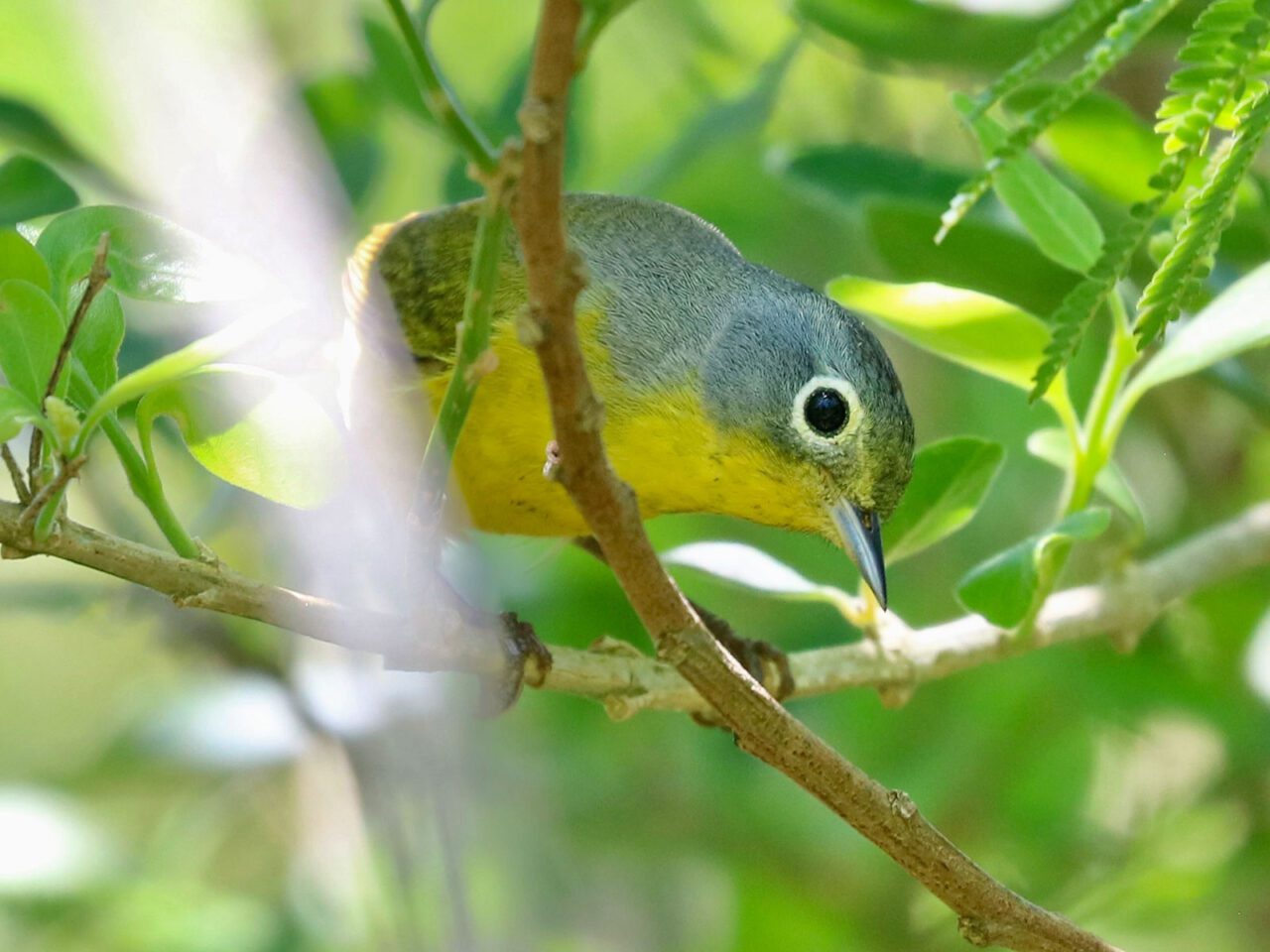 A gray and yellow bird with a black eye and white eyering peers out of the forest.