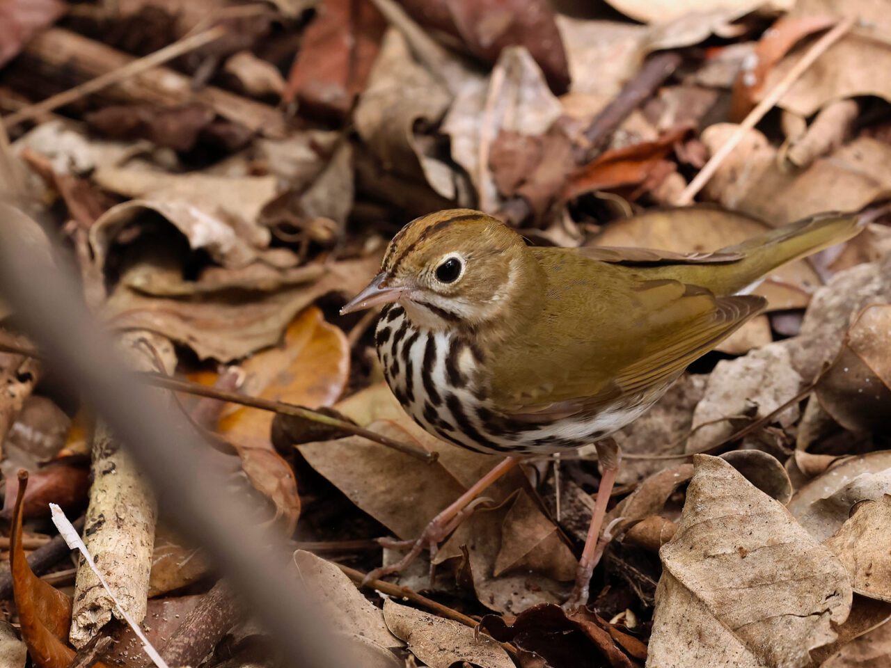 A russet-green bird with stripes on its head and a chocolate and white streaked chest, on the ground in leaves.