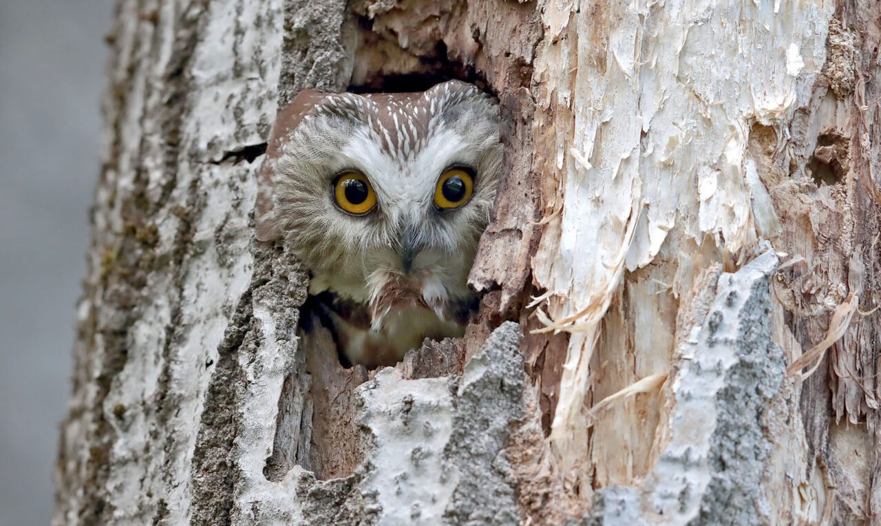 A small white and brown patterned owl with large, yellow eyes, stares out of a tree hole.